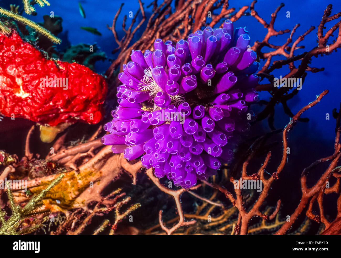 Purple tunicates off the coast of Roatan Stock Photo