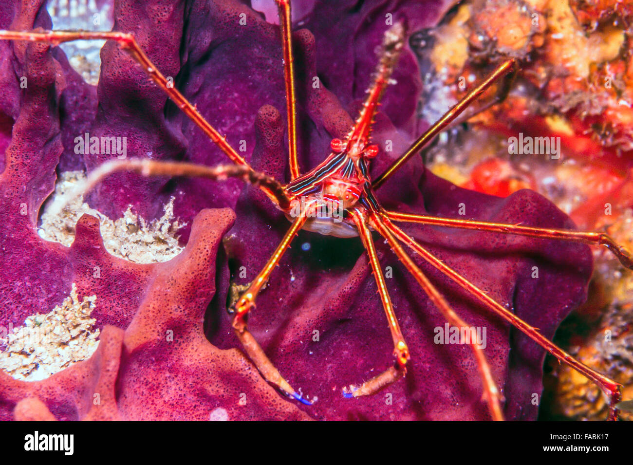 Stenorhynchus seticornis, the yellowline arrow crab or simply arrow crab, is a species of marine crab Stock Photo