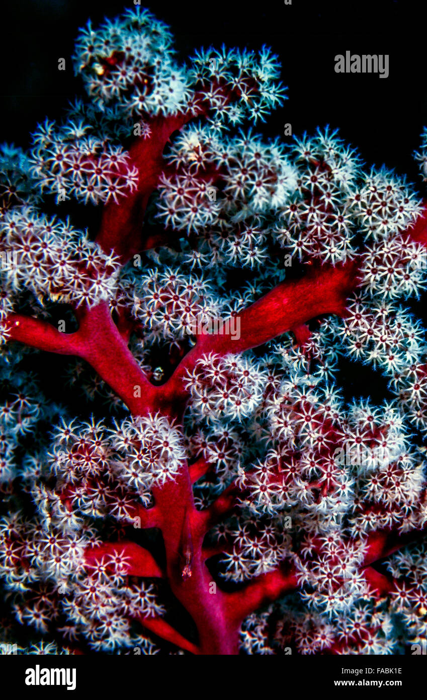 Soft corals at night off the coast of Fiji Stock Photo