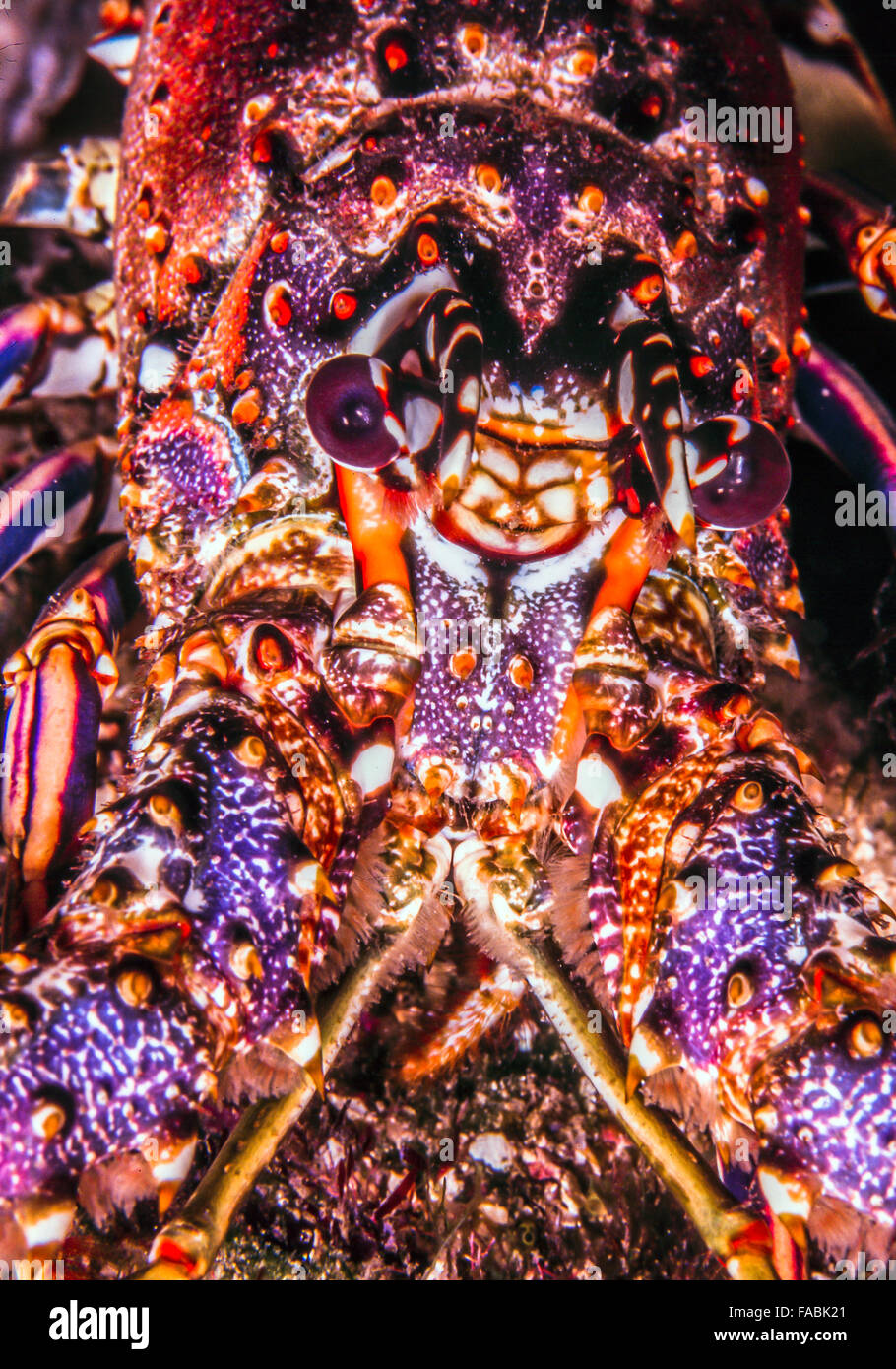 Panulirus guttatus, the spotted spiny lobster or Guinea chick lobster