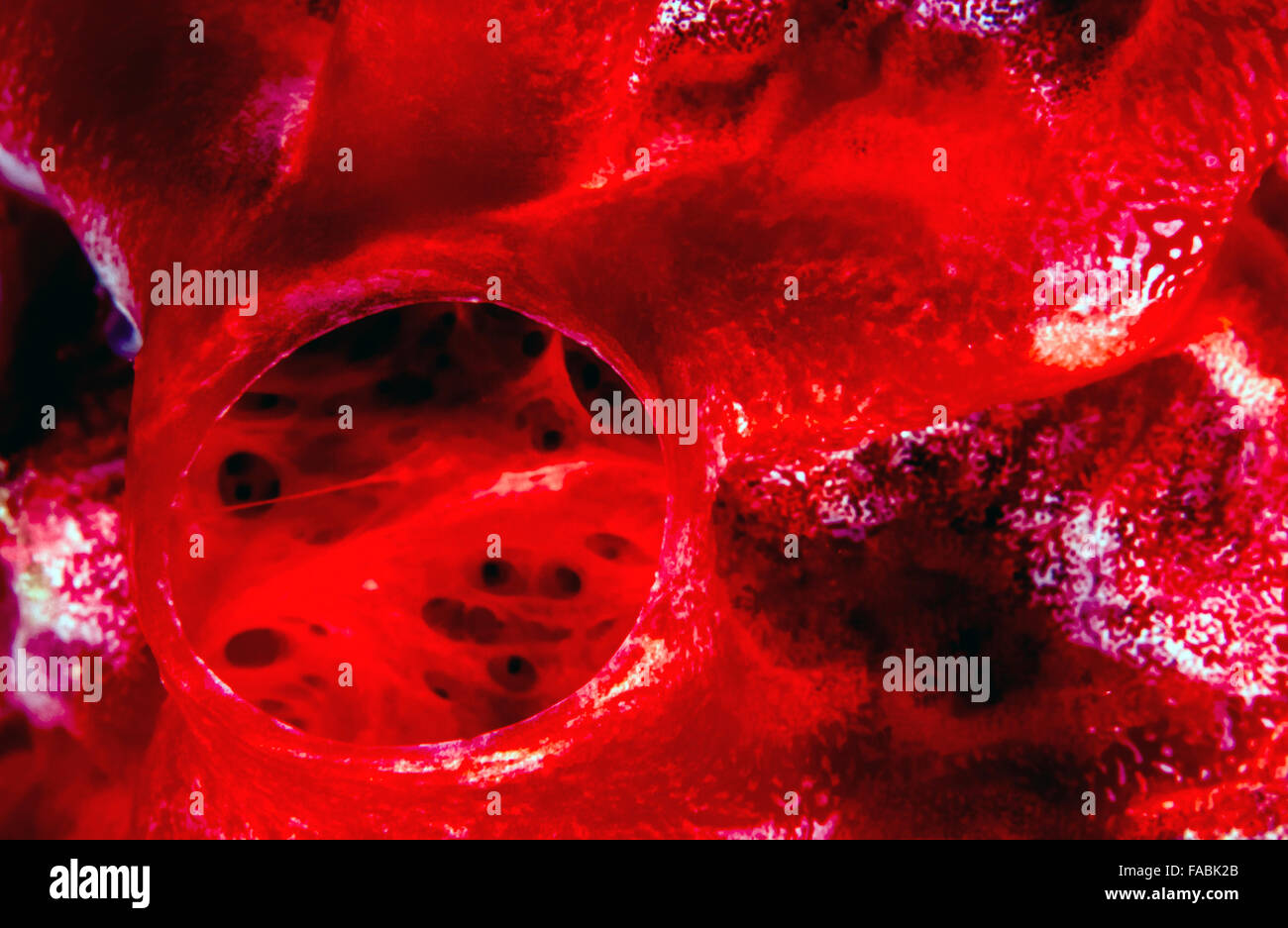 red encrusting sponge, Clathria oudekraalensis, is a species of demosponge.[ Stock Photo