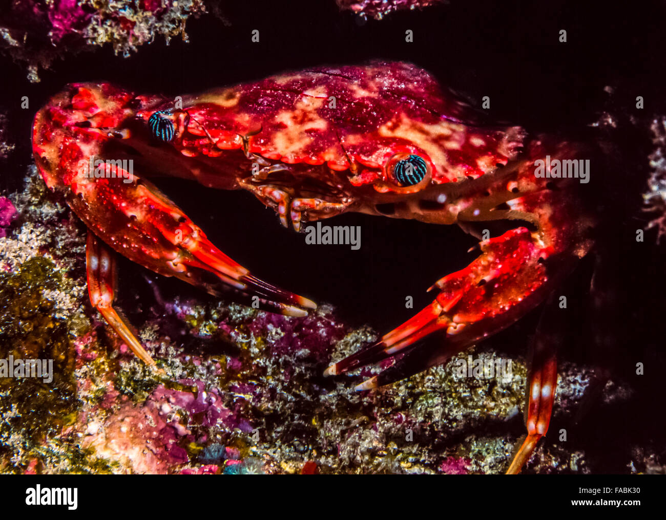 The Red-ridged Clinging Crab (Mithraculus forceps, formerly Mithrax forceps) is very similar to the popular Emerald Crab Stock Photo