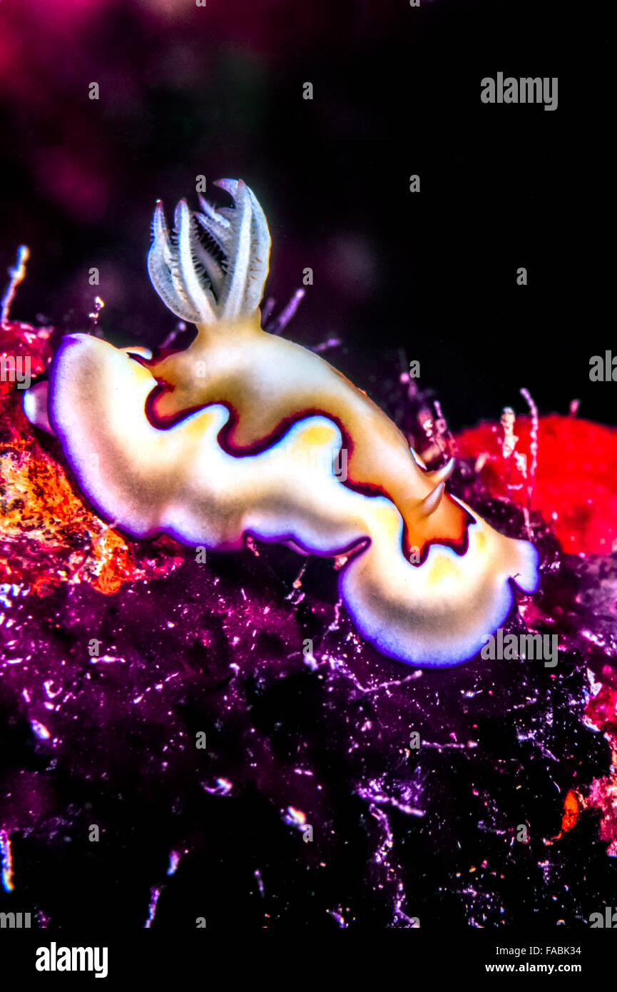 Nudibranchs, sea slugs and are members of the class Gastropoda in the phylum Mollusca Stock Photo