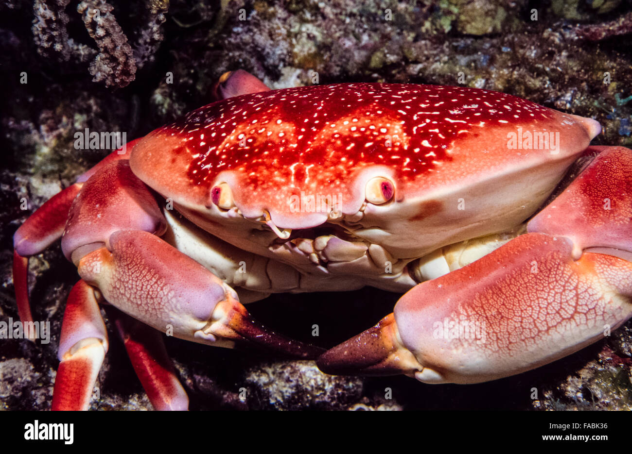 Carpilius corallinus or Batwing Coral Crab on coral reef in Caribbean Stock Photo