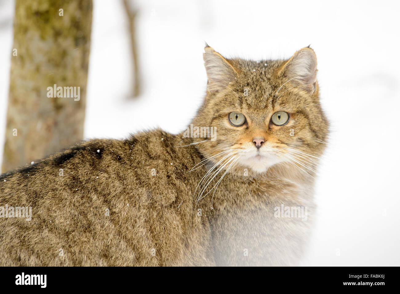 Wild cat (Felis sylvestris), portrait in the snow, looking at camera ...