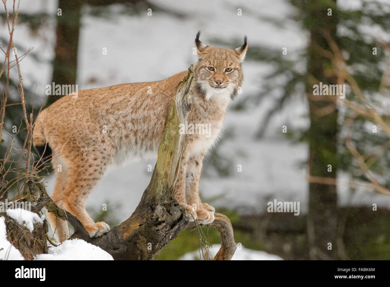 Eurasian Lynx (Lynx lynx) standing on a wood log in snow, looking at camera, Bavarian forest, Germany. Stock Photo