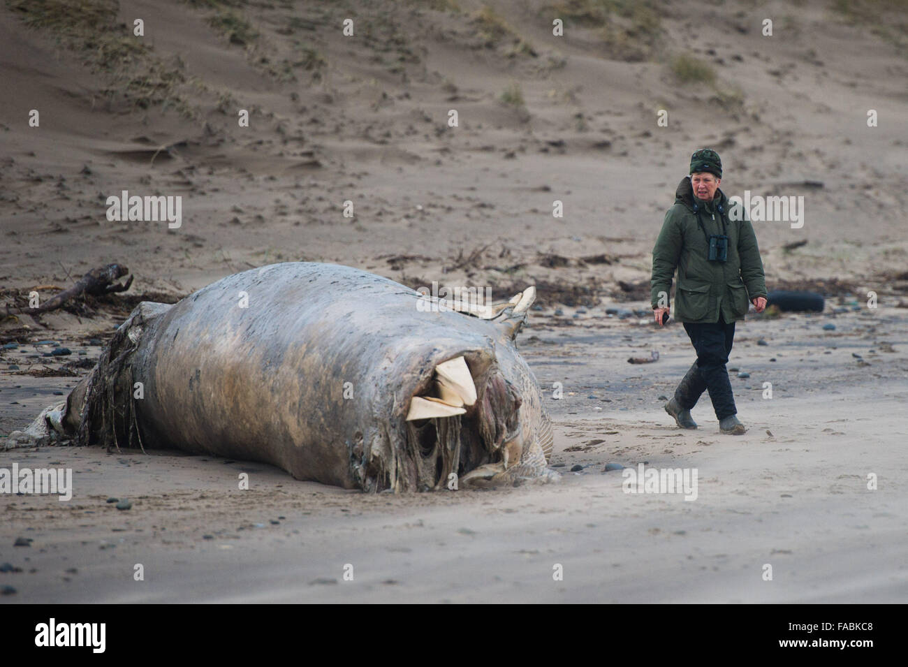 Ynyslas Beach near Aberystwyth, Wales, UK. 26th December, 2015.   People looking at and photographing the decomposing and rotting  body of a  15' dead whale, identified locally  as a minke whale, washed up on Christmas Day by the stormy weather on the beach at Ynyslas just north of Aberystwyth on the west wales coast     photo Credit:  Keith Morris / Alamy Live News Stock Photo