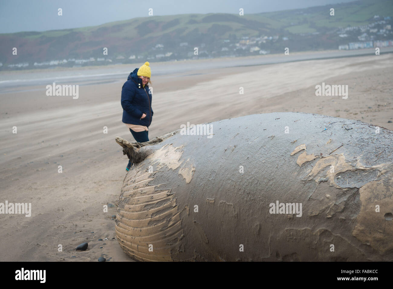 Ynyslas Beach near Aberystwyth, Wales, UK. 26th December, 2015.   People looking at and photographing the decomposing and rotting  body of a  15' dead whale, identified locally  as a minke whale, washed up on Christmas Day by the stormy weather on the beach at Ynyslas just north of Aberystwyth on the west wales coast     photo Credit:  Keith Morris / Alamy Live News Stock Photo