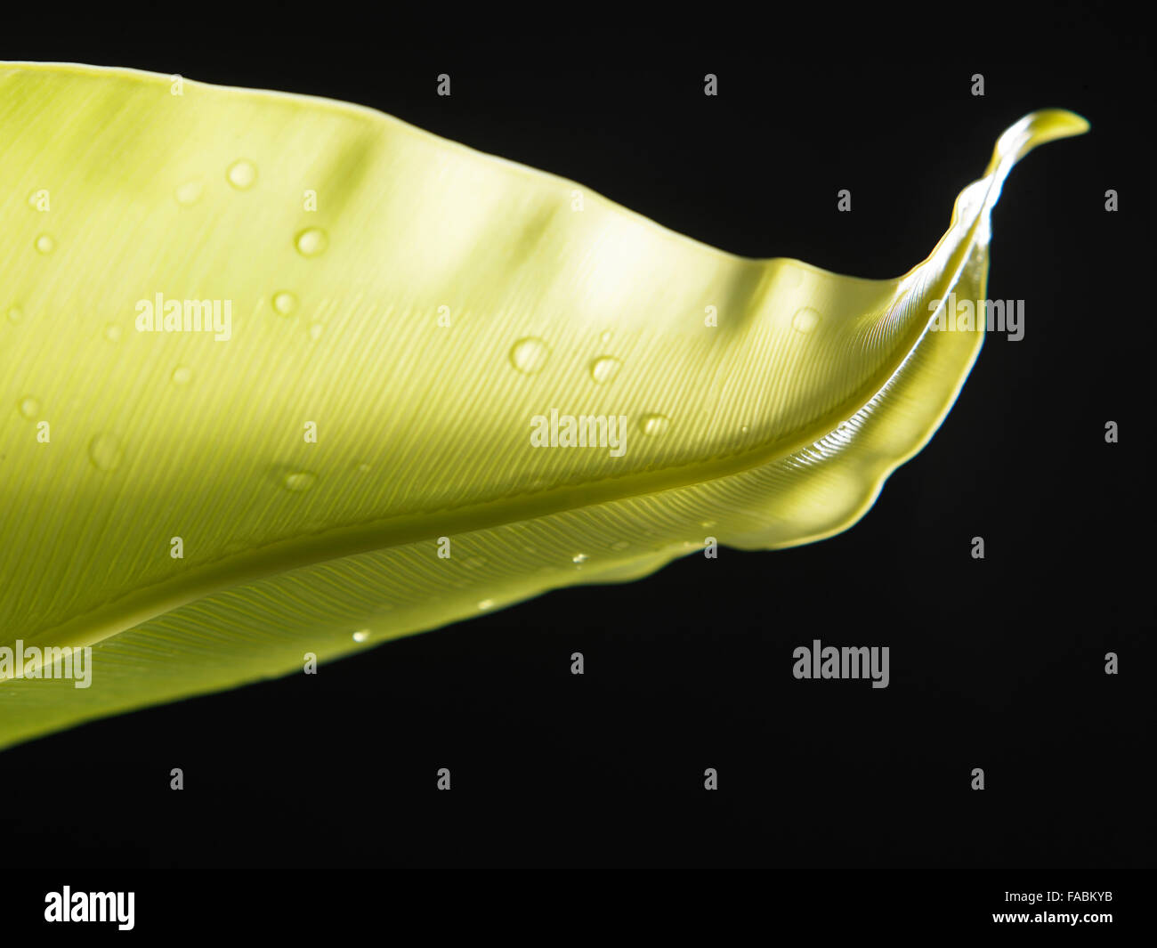 snail crawling on the leaf Stock Photo - Alamy