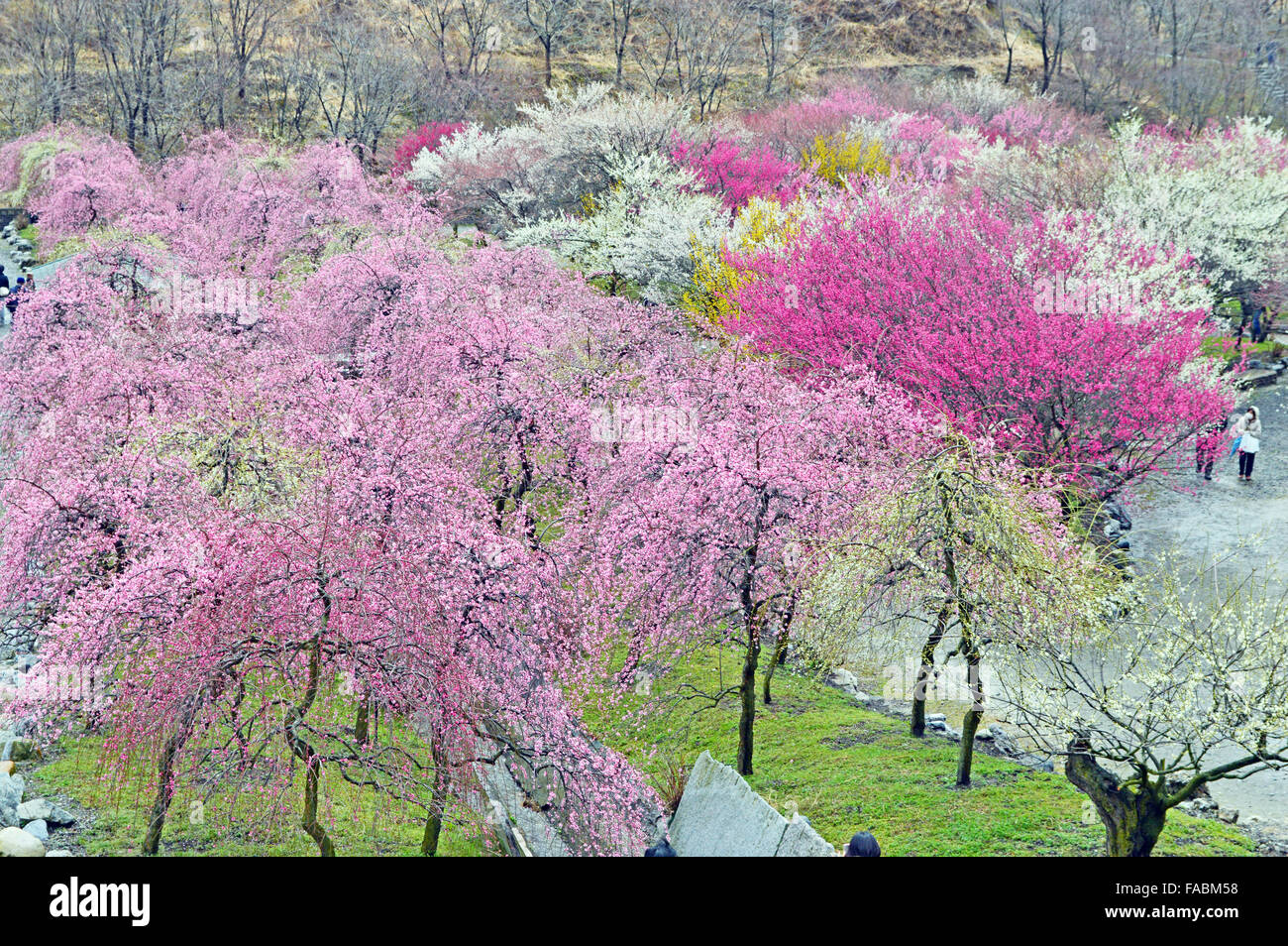 Ume Plum Tree High Resolution Stock Photography and Images - Alamy