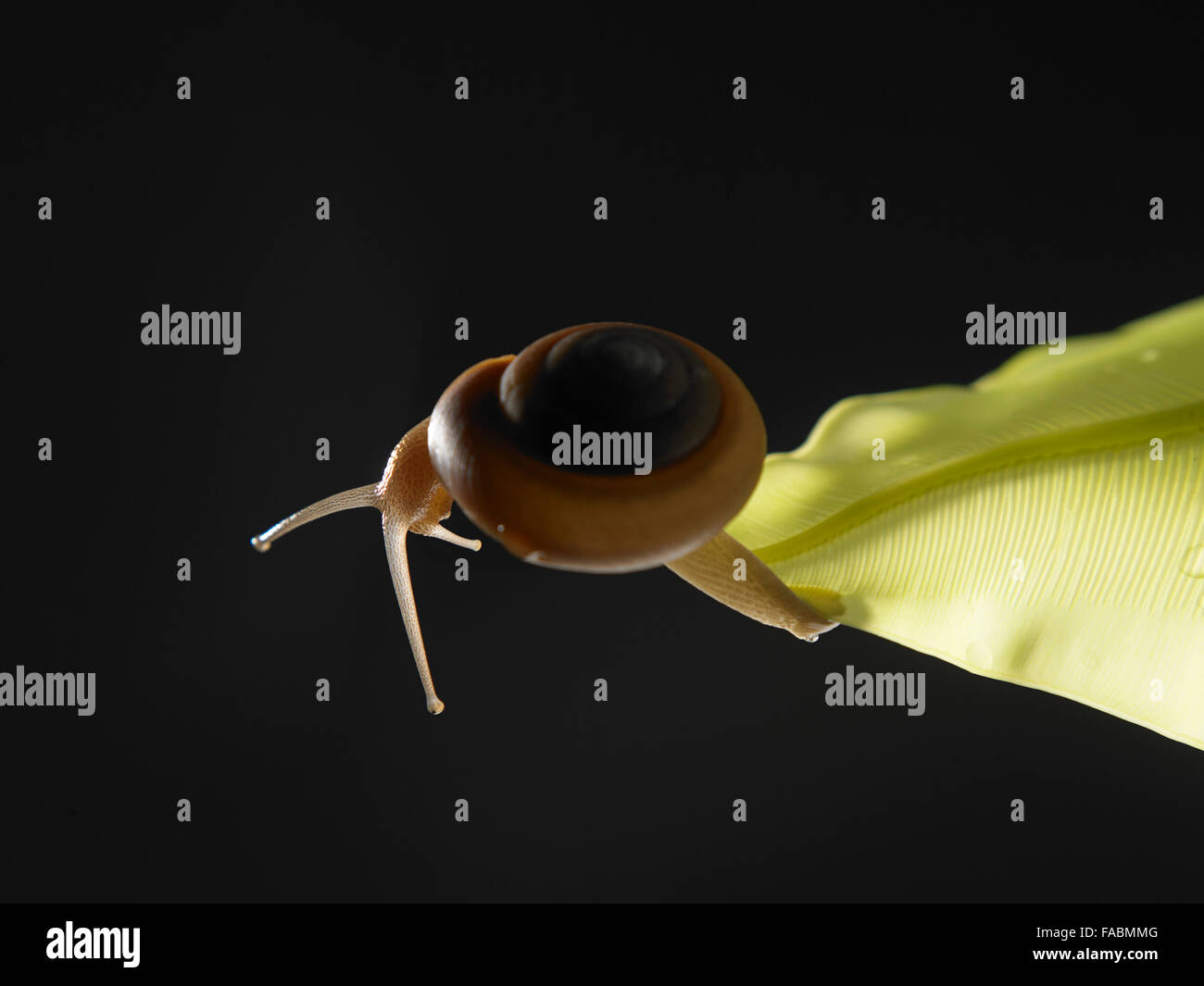 snail crawling on the leaf Stock Photo - Alamy