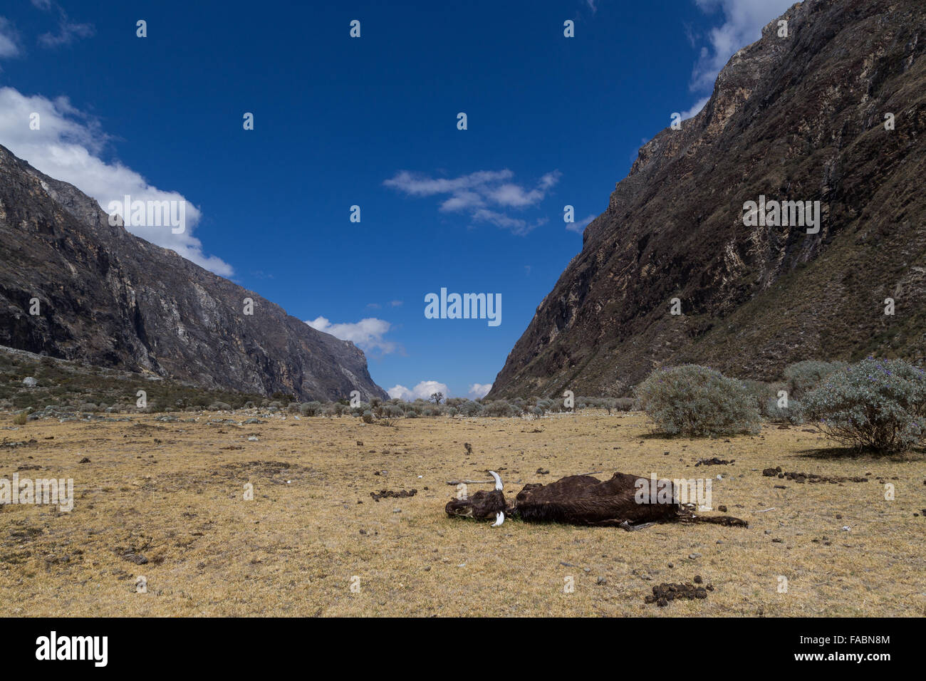 Photograph of a dead cow on the Santa Cruz Trek in Peru. Stock Photo