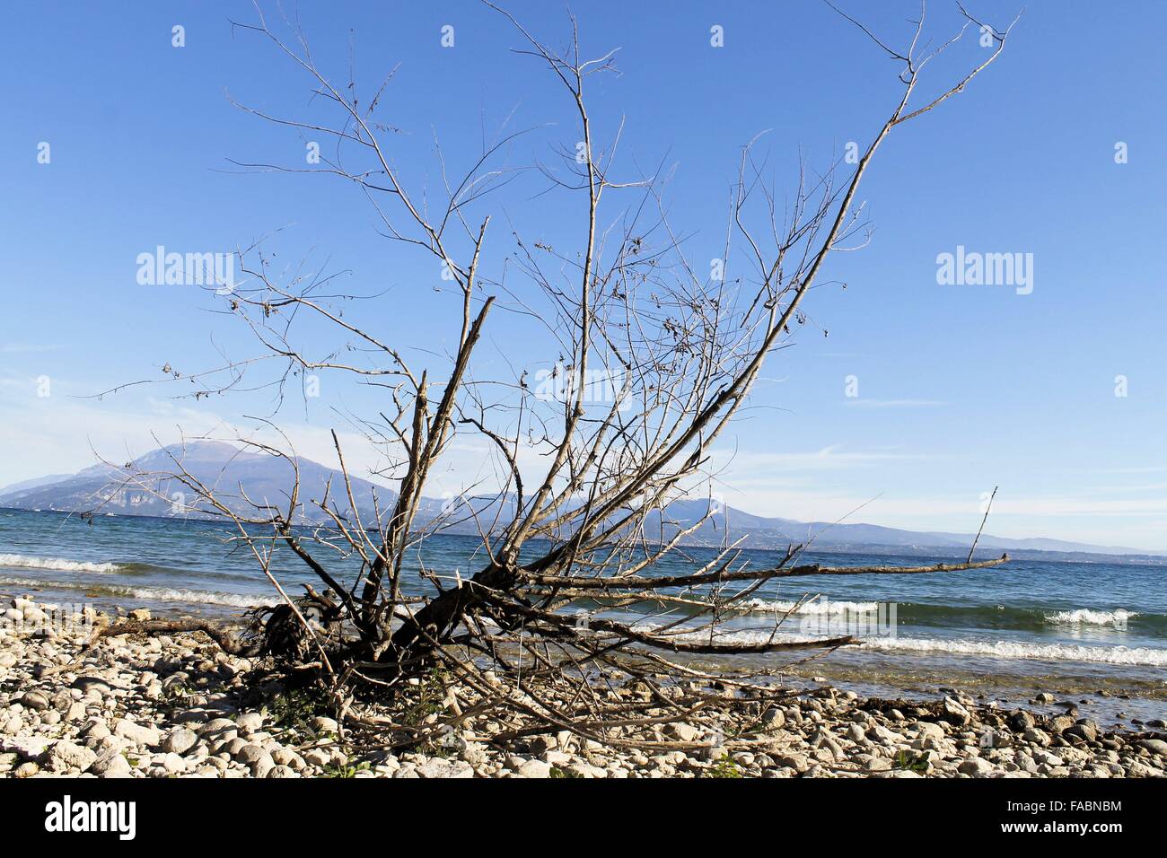 dry branch on a stony beach of Garda lake in northern Italy Stock Photo