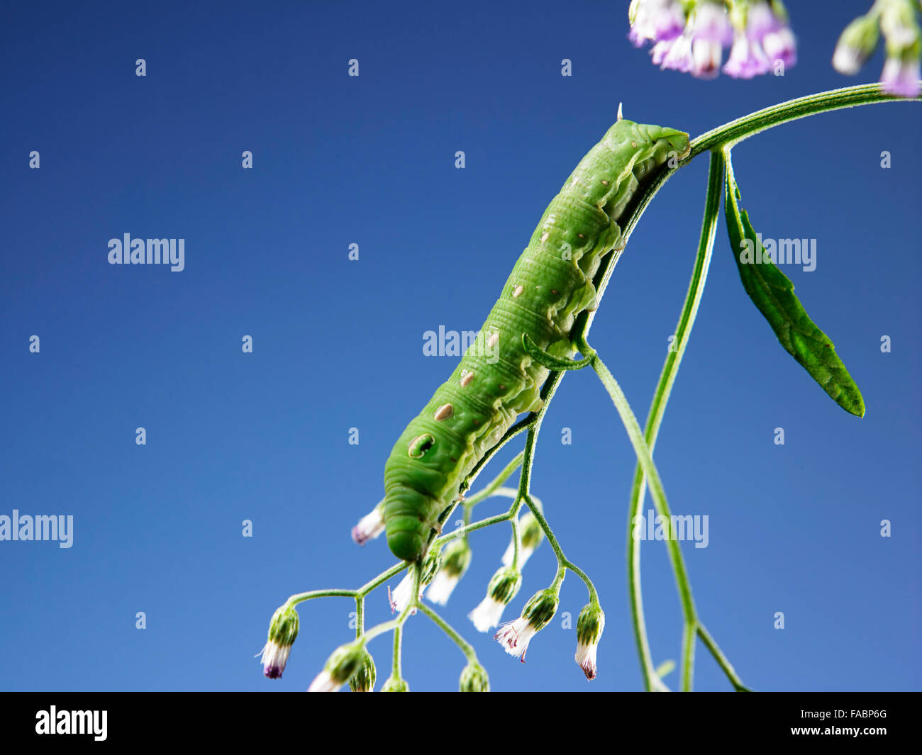 green caterpillar looking for food Stock Photo Alamy