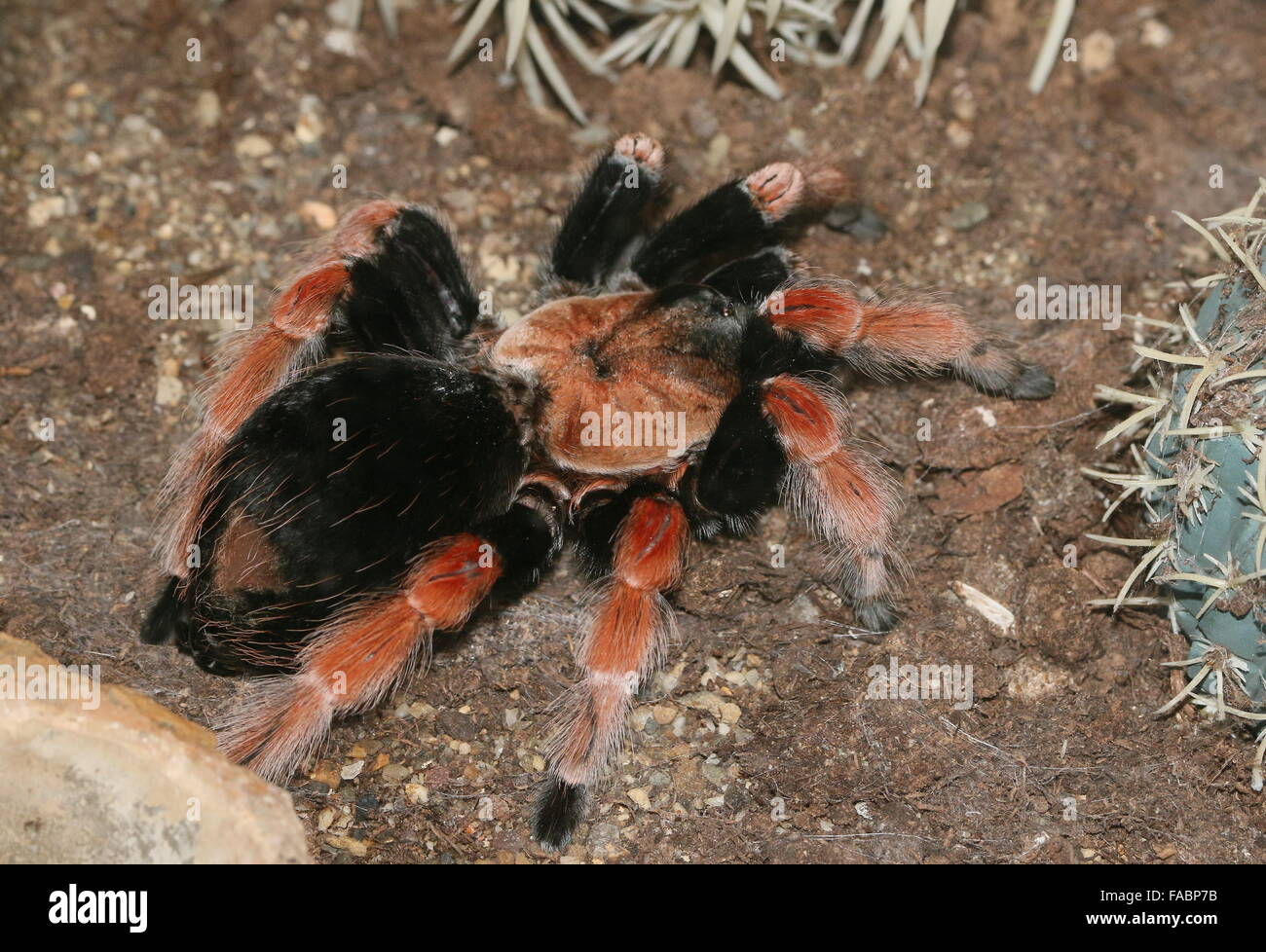 Mexican Fireleg or Rustleg tarantula (Brachypelma boehmei) native to Mexico, mainly the Pacific Coast of Guerrero state. Stock Photo