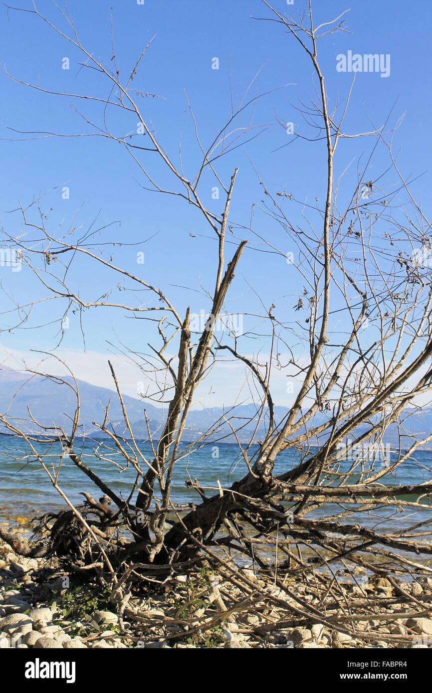 dry branch on a stony beach of Garda lake in northern Italy Stock Photo