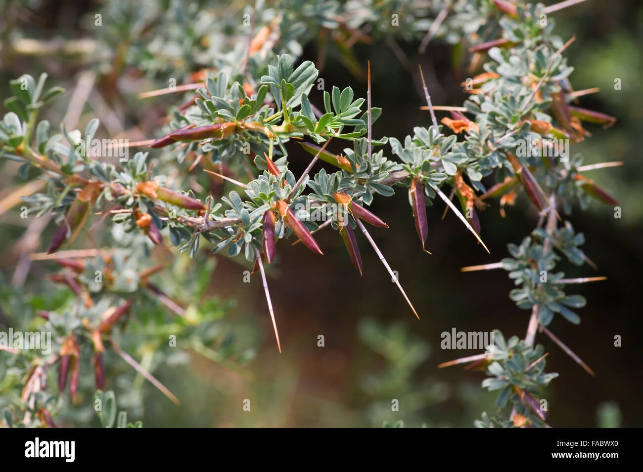 Prickly acacia bushes, very sharp shypy Stock Photo