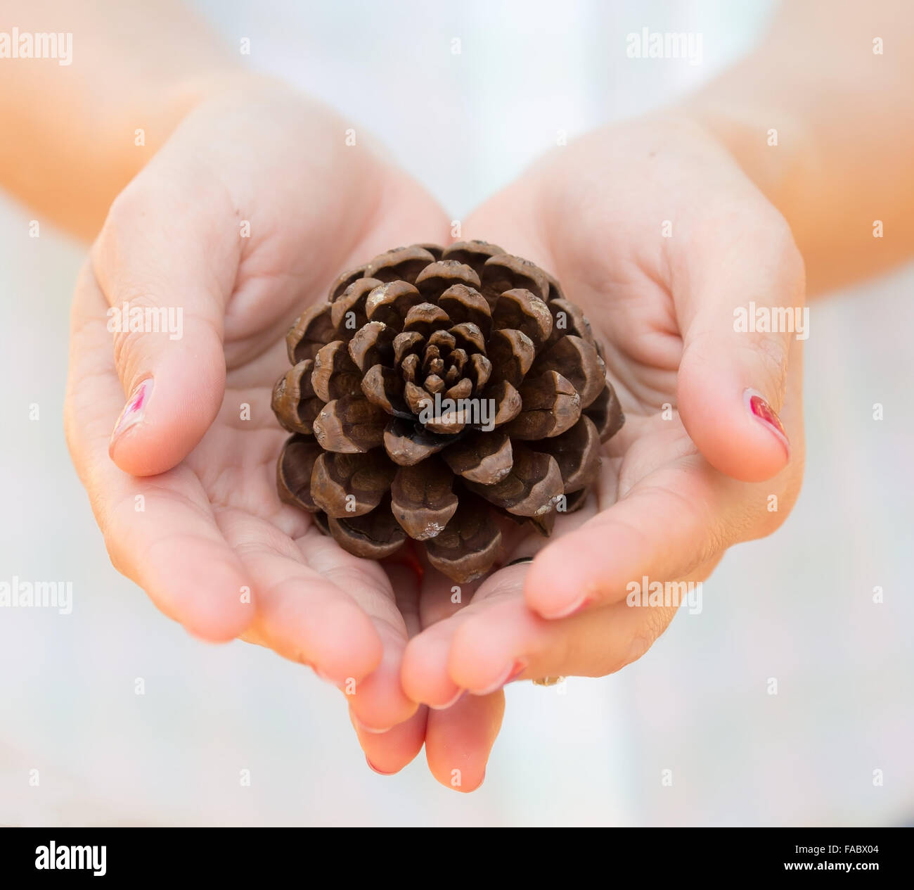 Close up onto hands hold pine seed as conservation concept Stock Photo