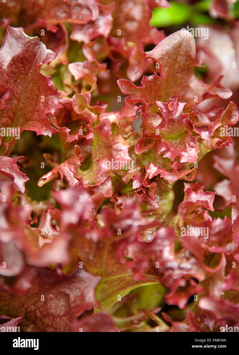Red leaf lettuce variety Lollo Rosso Stock Photo Alamy