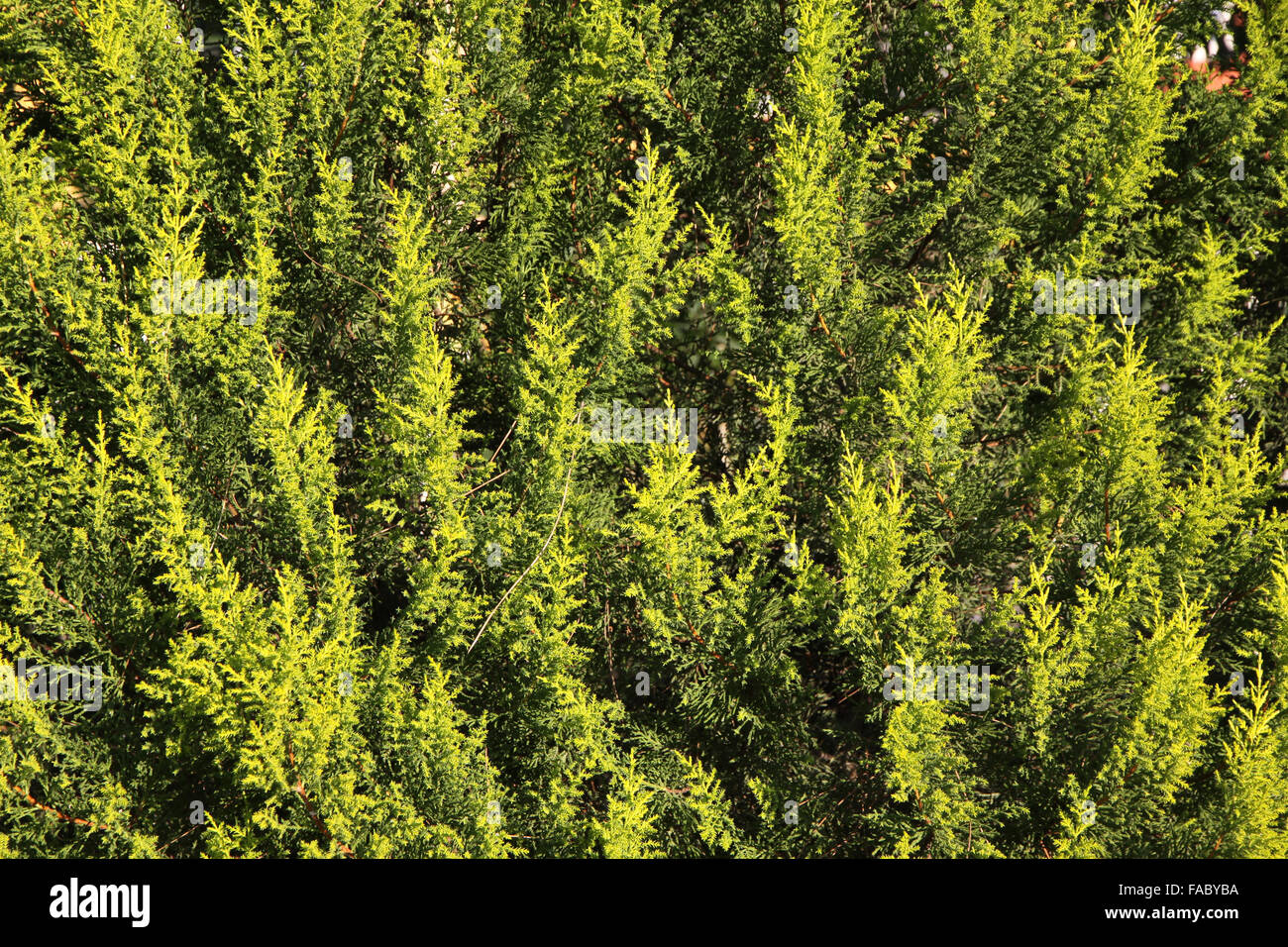 Close-up of green cypress (thuja) leaves background Stock Photo