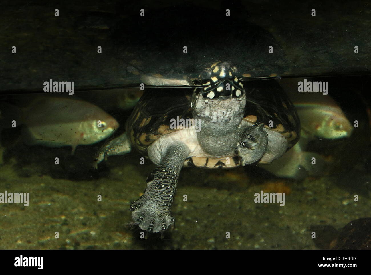 Indian Spotted turtle (Geoclemys hamiltonii), aka Black Pond Turtle or
