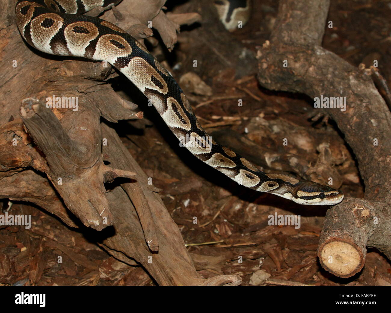 African non-venomous Royal Python or Ball Python (Python regius Stock Photo  - Alamy