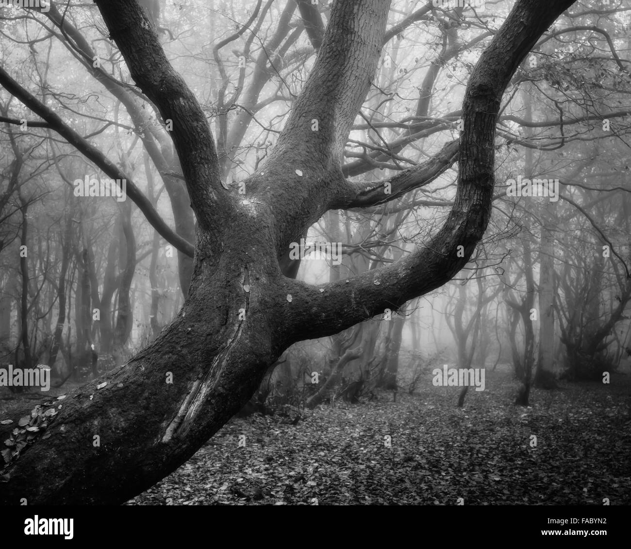 Mist, trees and menacing branches Stock Photo Alamy