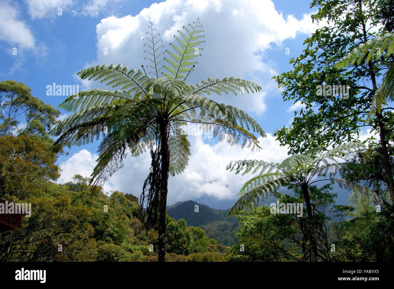 Tree ferns (Cyathia contaminans) of Mount Kinabalu, Borneo, Malaysia Stock Photo