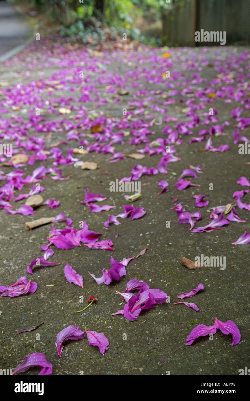 Closeup of fallen purple petals on asphalt ground. Stock Photo
