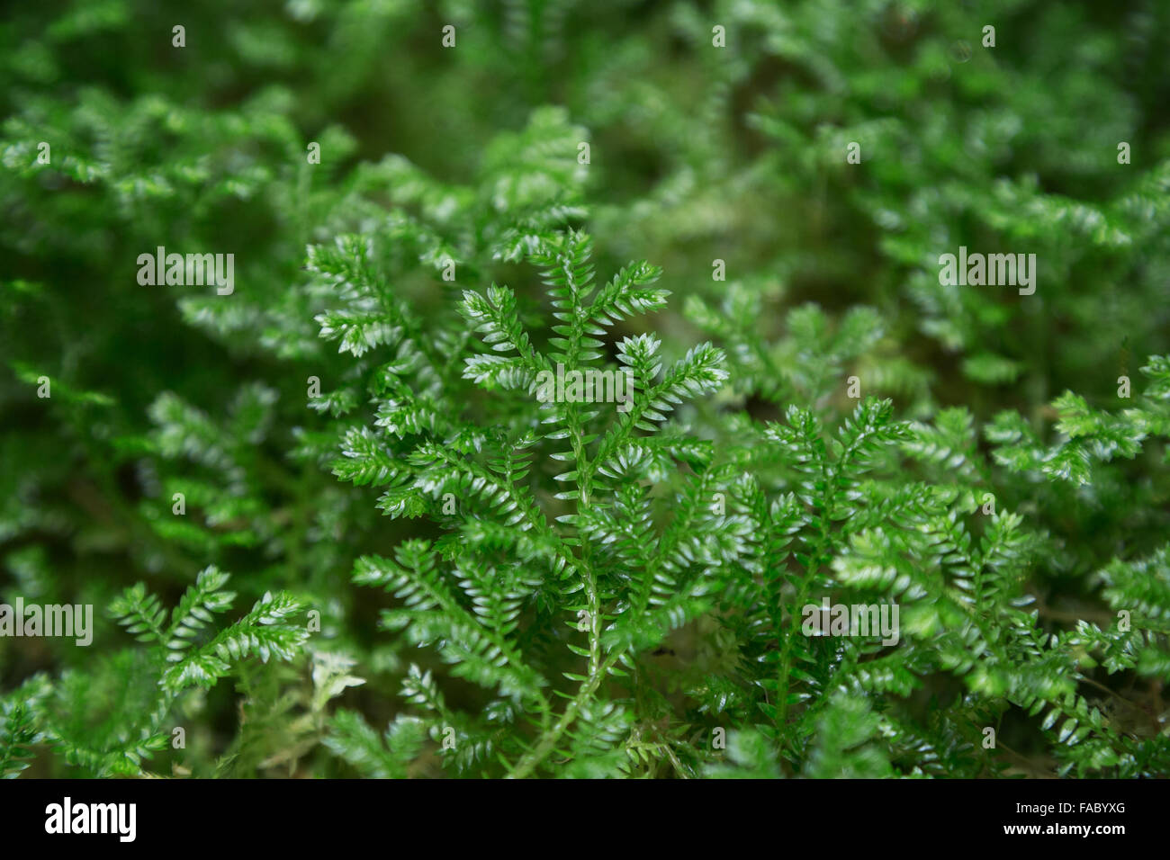 African clubmoss selaginella kraussiana hi-res stock photography and ...