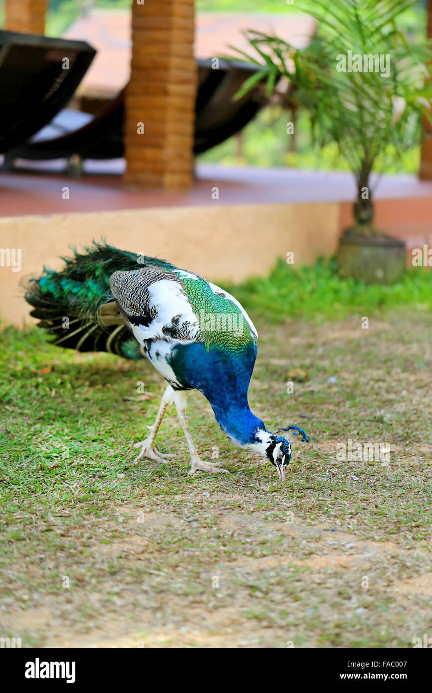 Beautiful bird peacock walking on the grass Stock Photo - Alamy