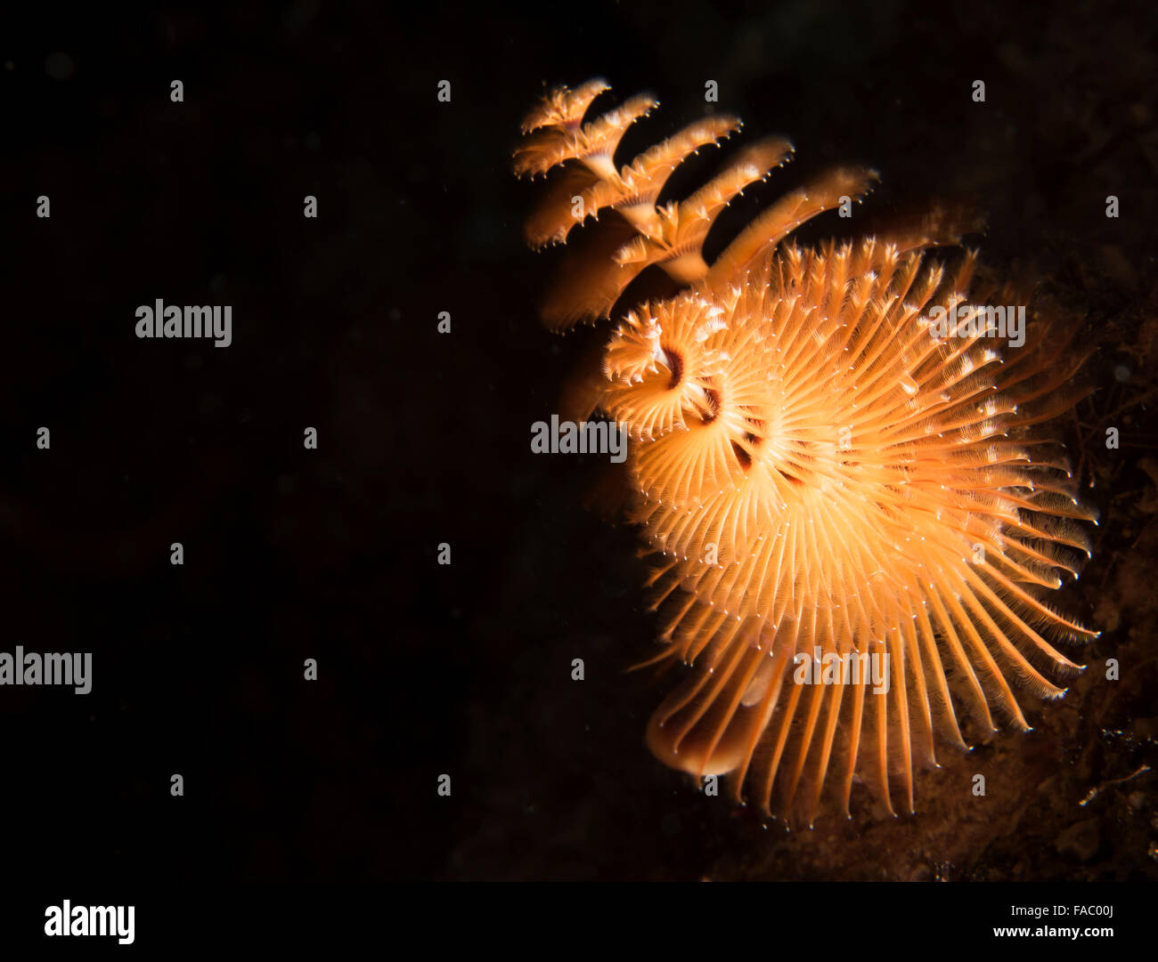 Christmas tree worm Stock Photo - Alamy