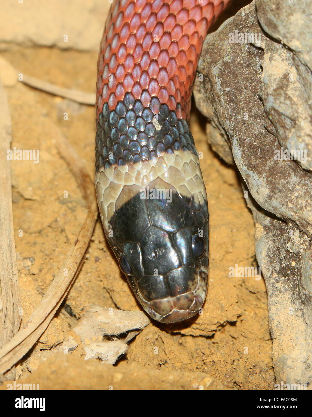 North Mexican Milk snake ( Lampropeltis triangulum), closeup of the head Stock Photo