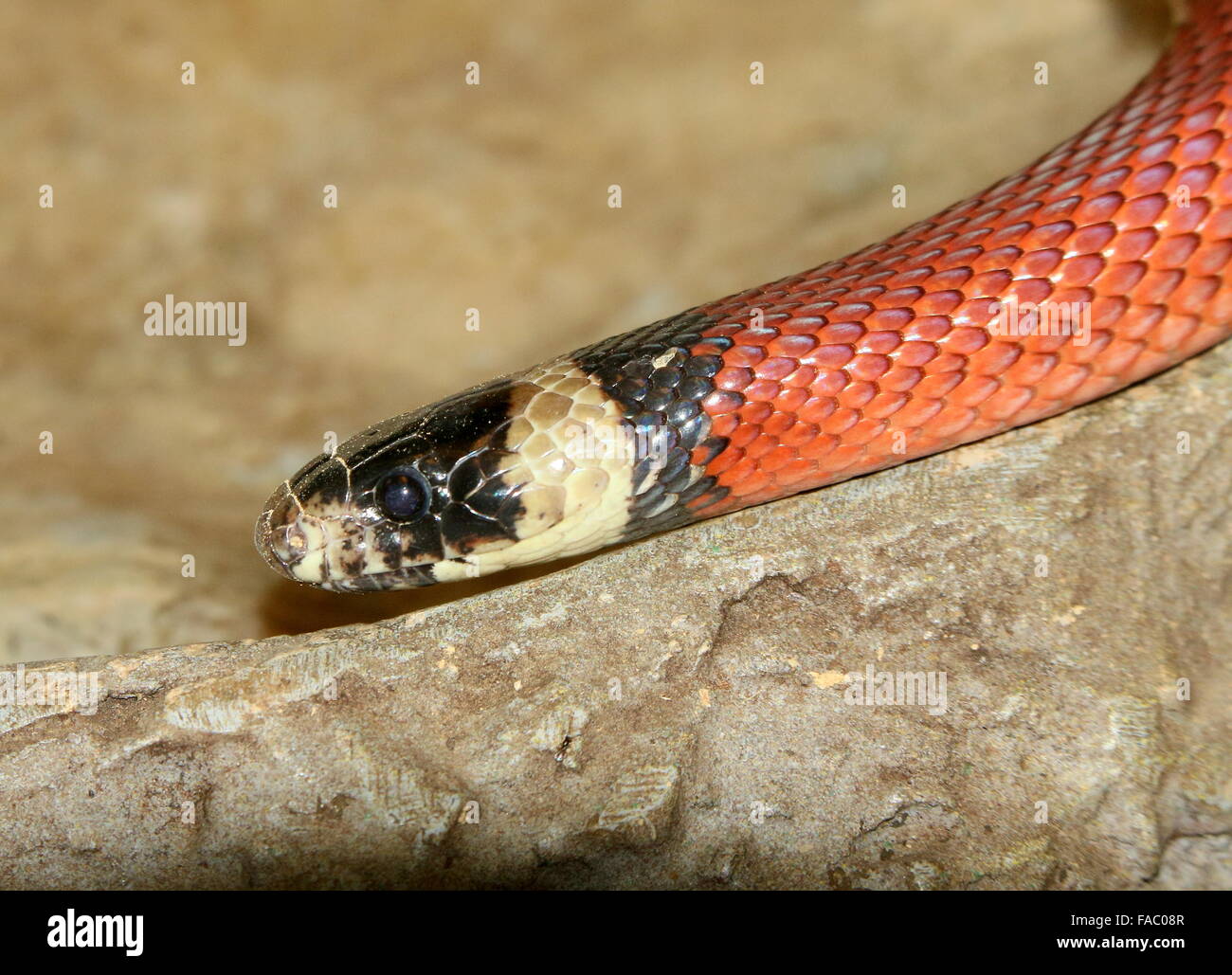 North Mexican Milk snake ( Lampropeltis triangulum), closeup of the head Stock Photo