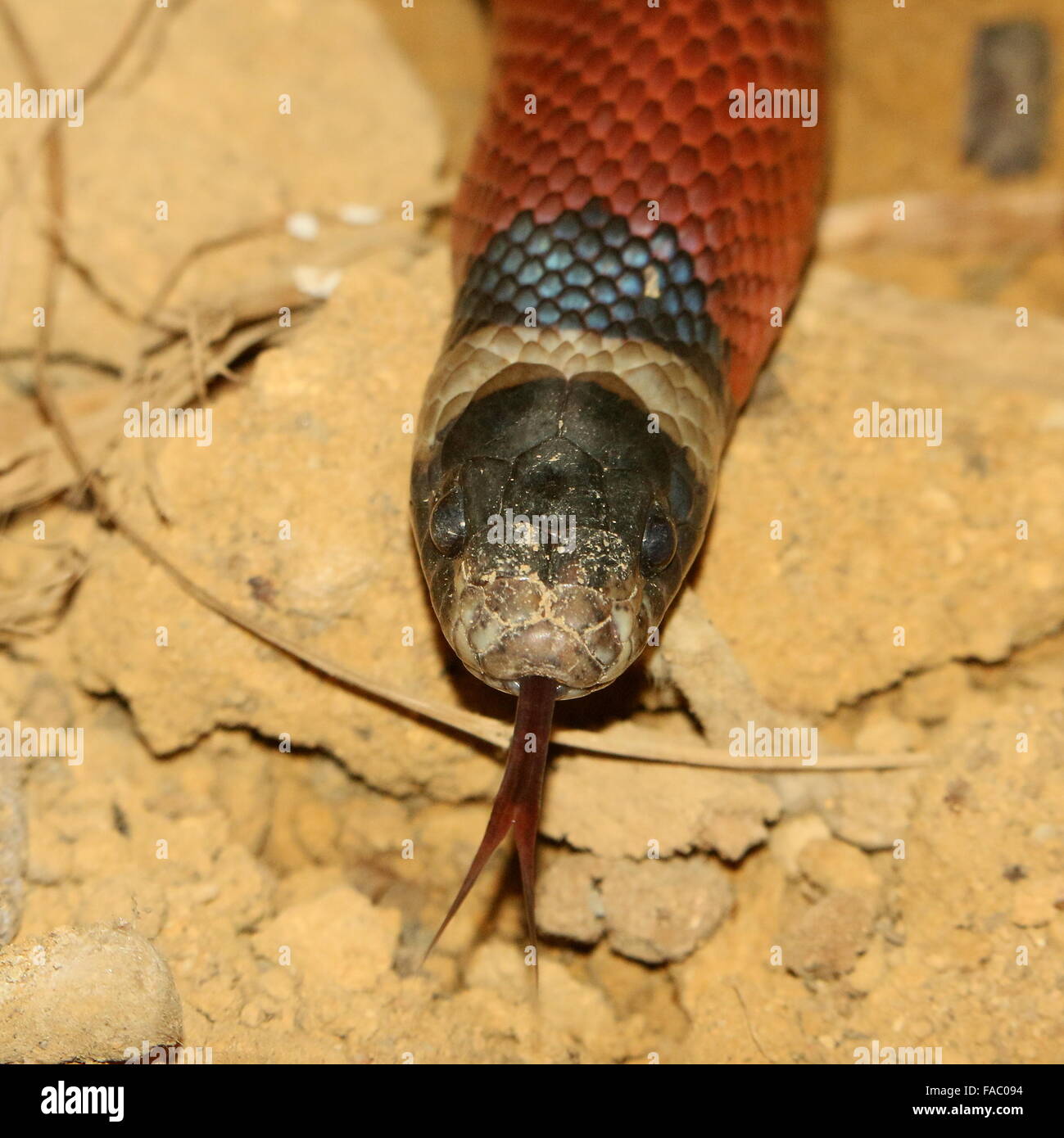 North Mexican Milk snake ( Lampropeltis triangulum), closeup of the head, forked tongue coming out, sniffing the air Stock Photo