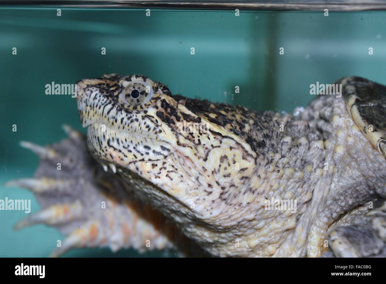 Snapping turtle surfacing in the water Stock Photo