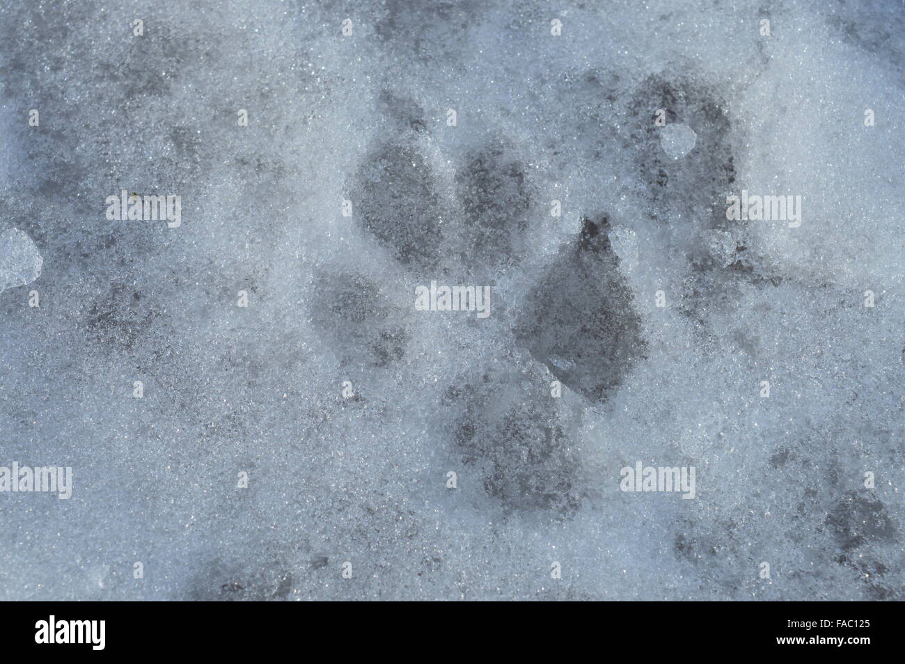 Dog Print in the Snow Stock Photo - Alamy