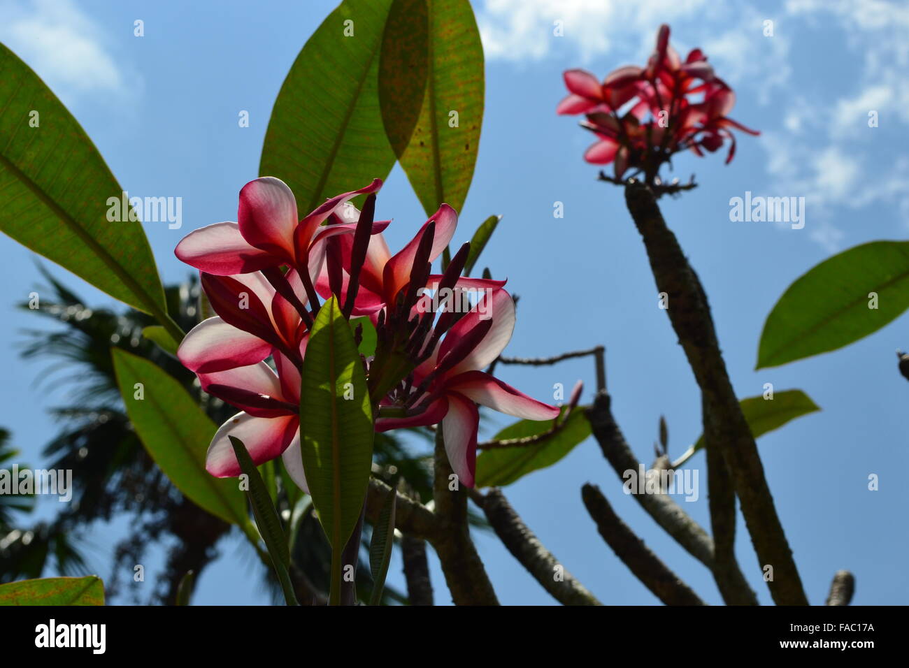 Red white flowers with palm trees and sky in the background Stock Photo