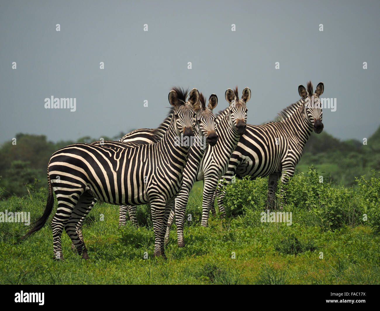 4 plains or Burchell's zebra (Equus Burchelli) in good condition looking towards the camera with fertile vegetation in Selous reserve Tanzania Stock Photo