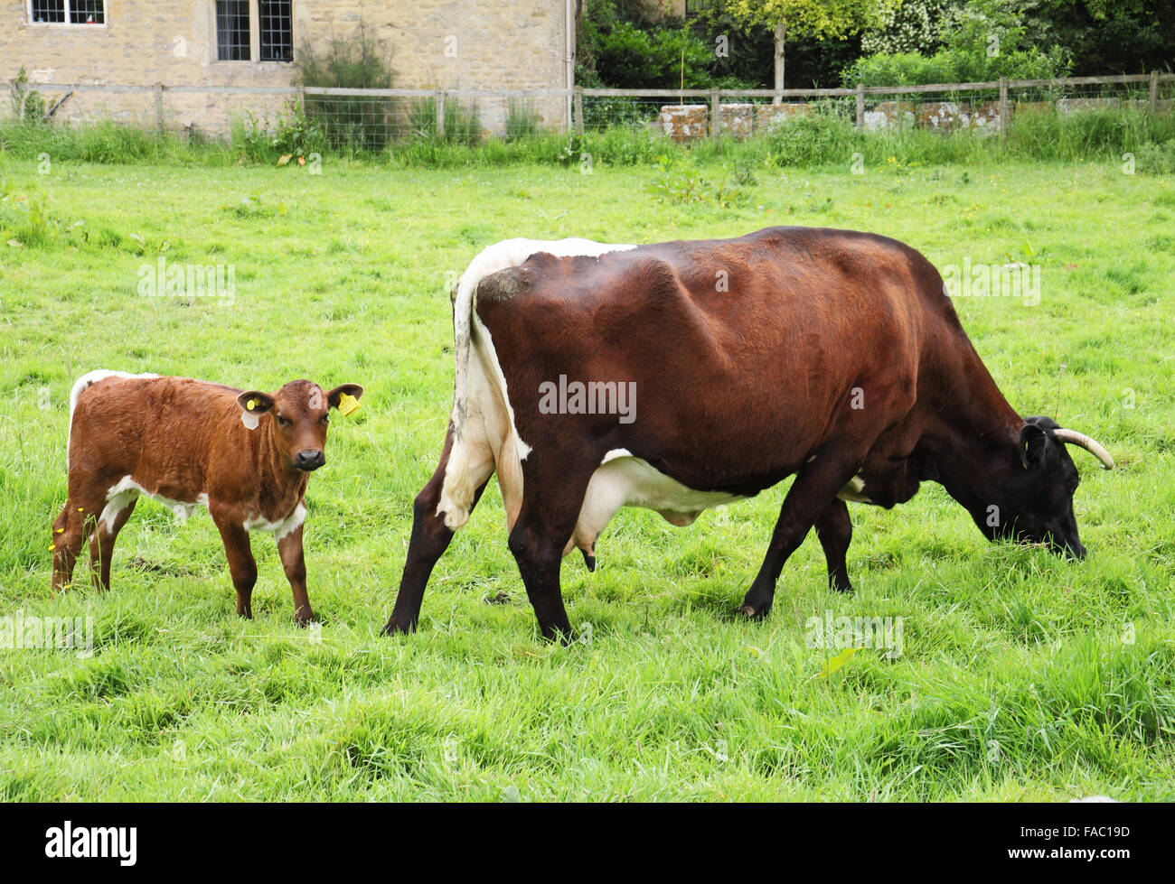 Cow and Calf in an english meadow Stock Photo Alamy