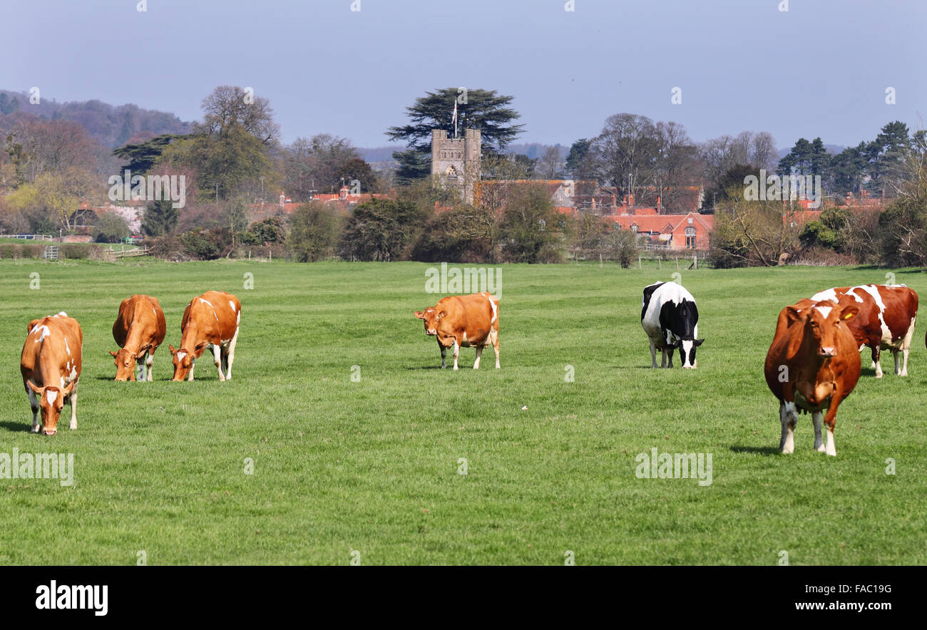 Cattle grazing in an English Meadow with Village of Hambleden in the Background Stock Photo
