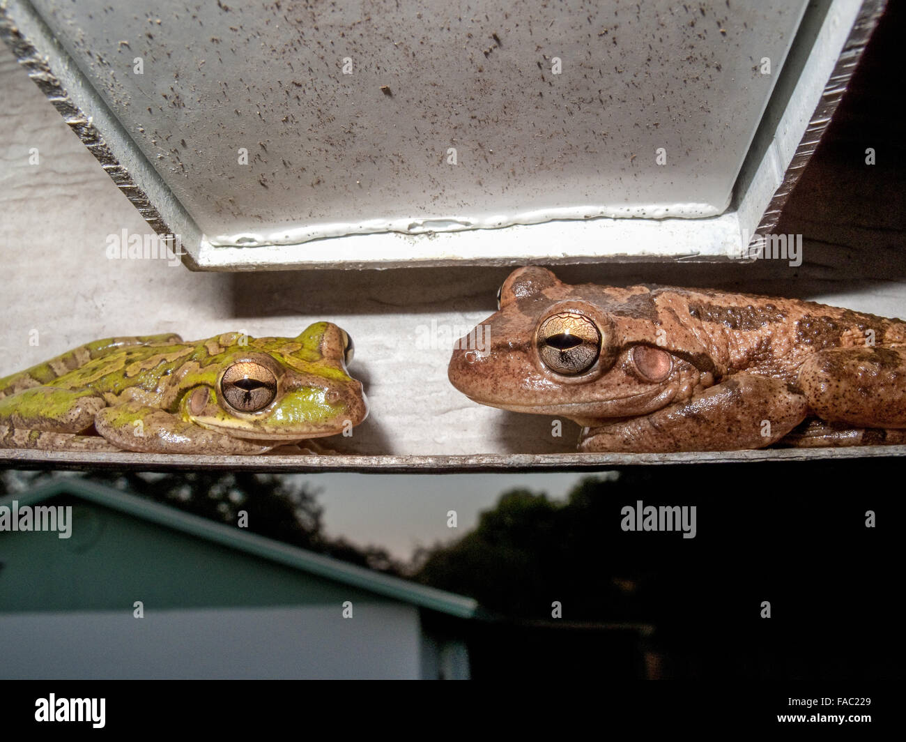 Two invasive Cuban Tree Frogs (Osteopilus septentrionalis) one brown, one green facing each other while resting under the eaves, Florida Stock Photo