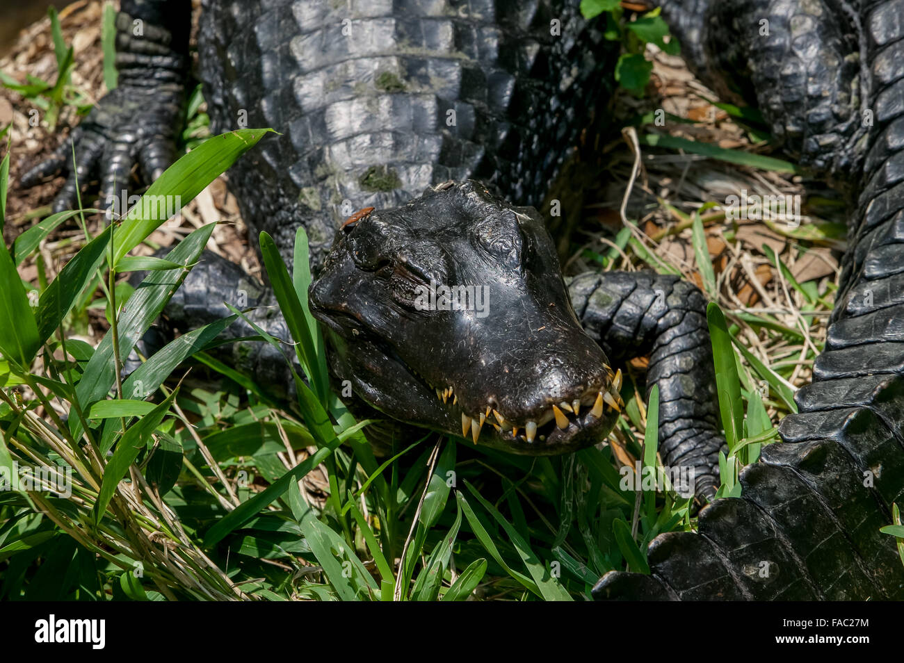 Close-up of a Dwarf Caiman showing many long yellowed teeth viewed from the front at the St. Augustine Alligator Farm, Florida. Stock Photo