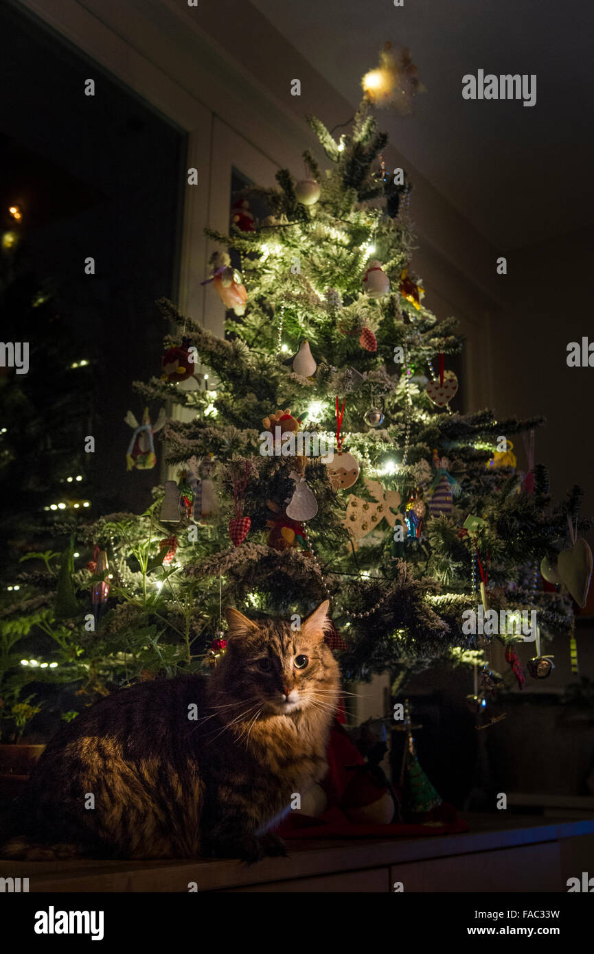 A long haired munchkin cat under a christmas tree Stock Photo Alamy