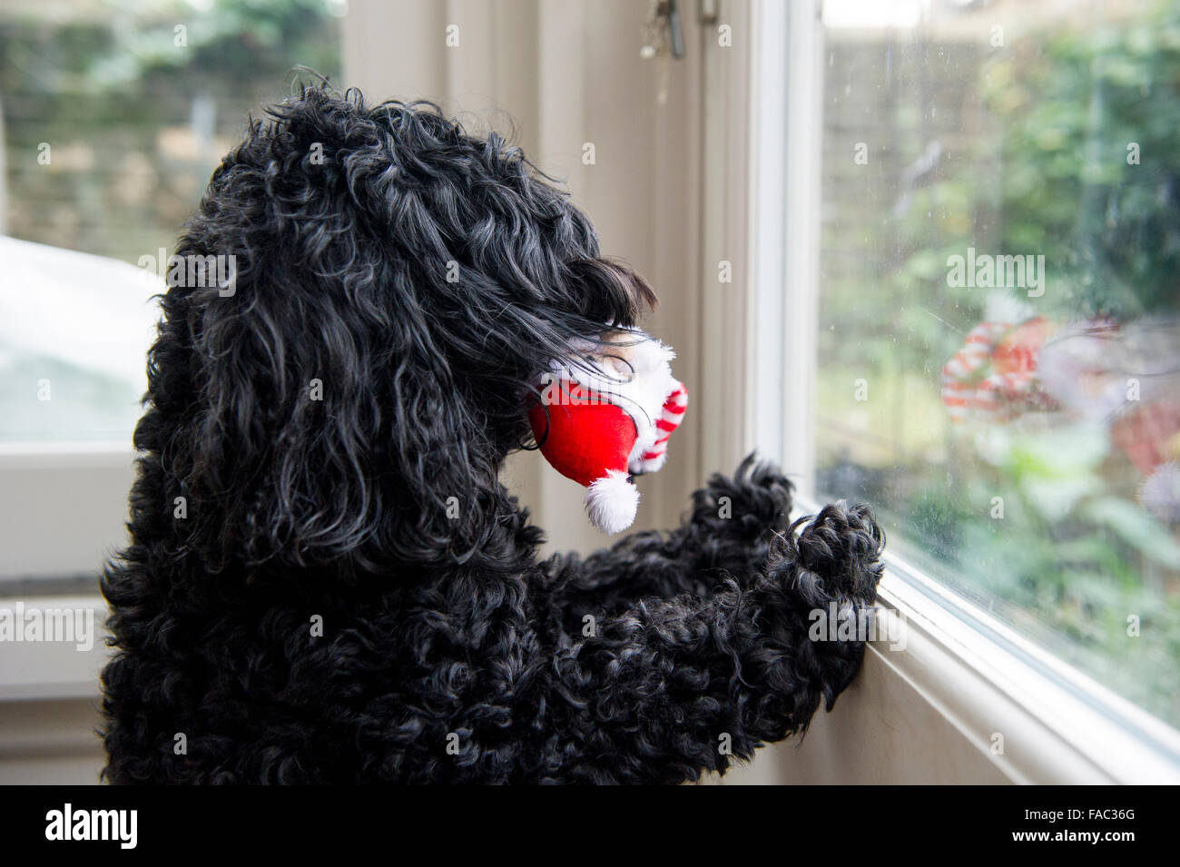 A dog looks outside into the garden with a Father Christmas toy in its mouth Stock Photo