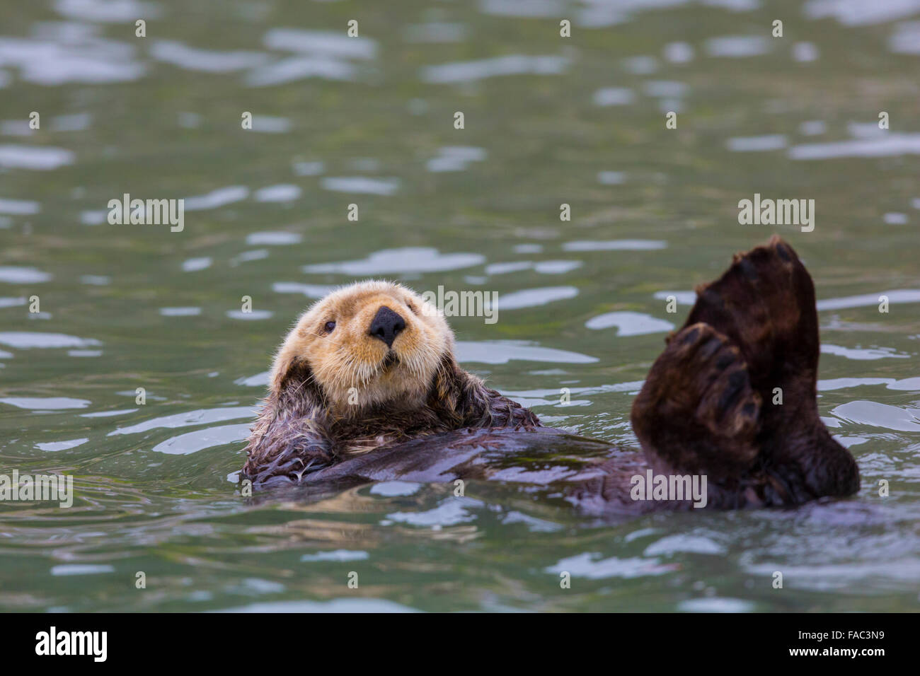 Sea Otter (Enhydra lutris) off shore from Lake Clark National Park, Cook  Inlet, Alaska Stock Photo - Alamy
