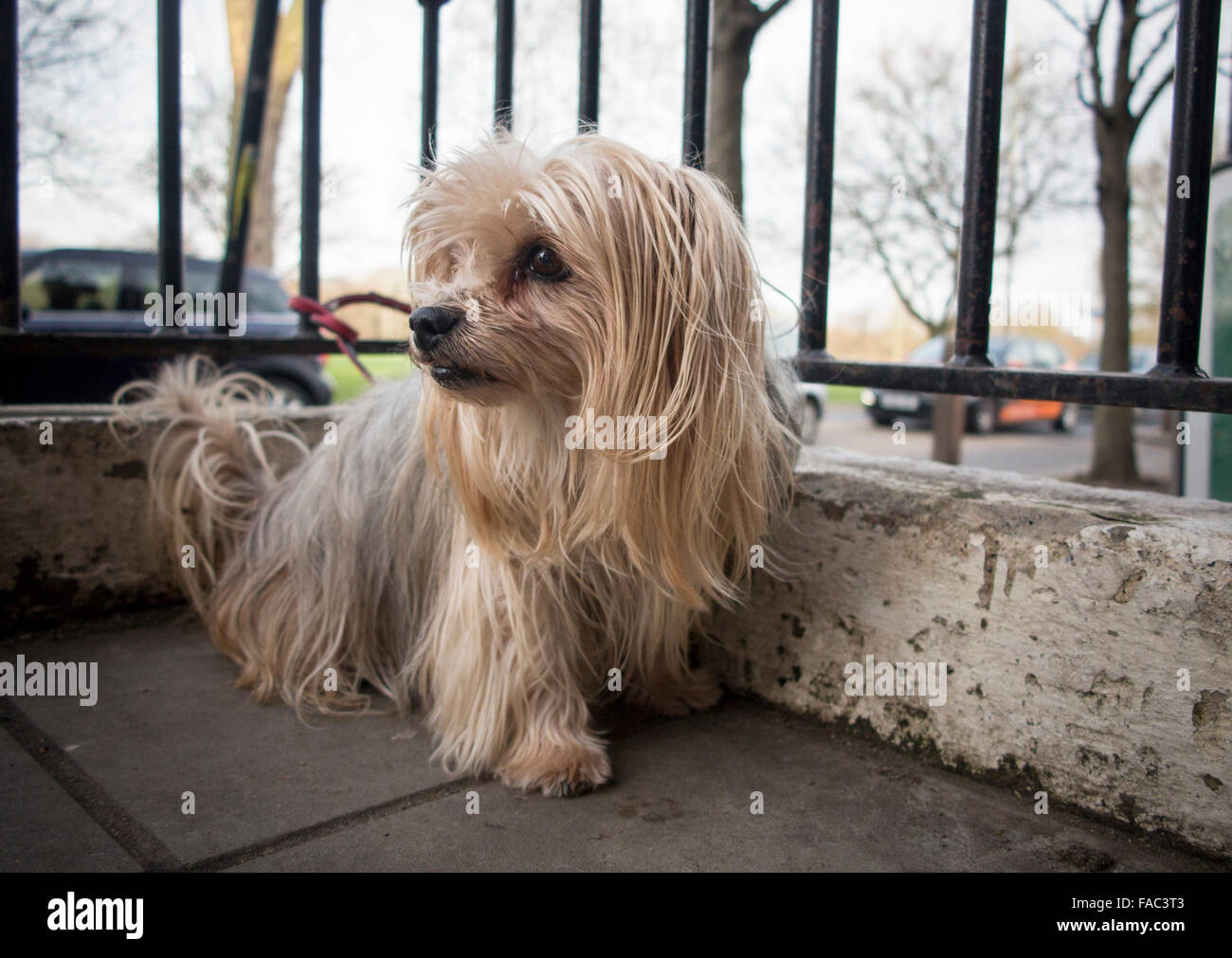 A Yorkshire terrier awaits it's owner Stock Photo