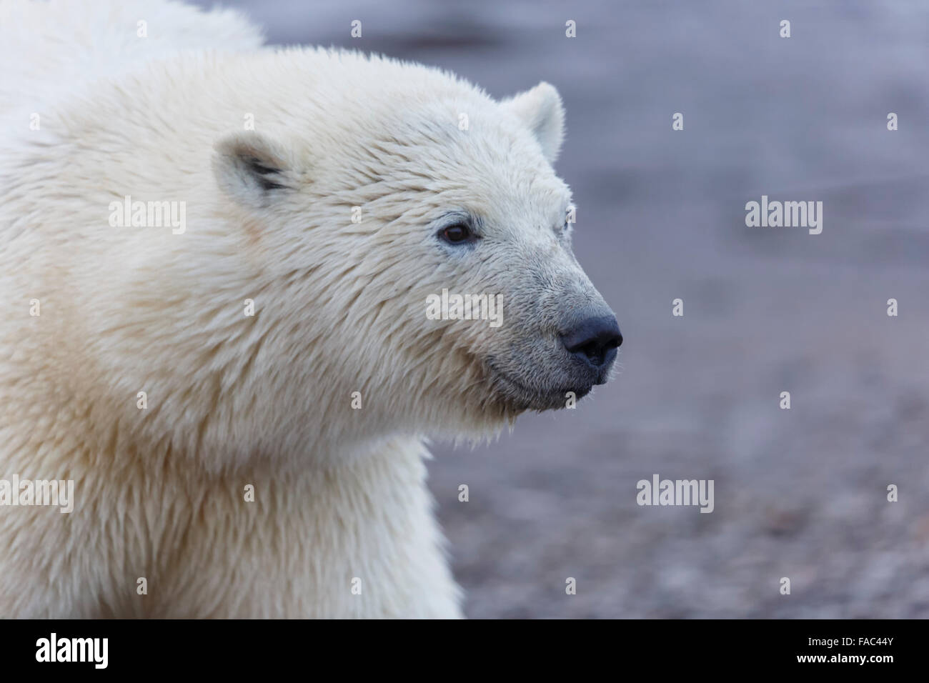 Polar bears (Ursus maritimus),  Arctic National Wildlife Refuge, Alaska. Stock Photo