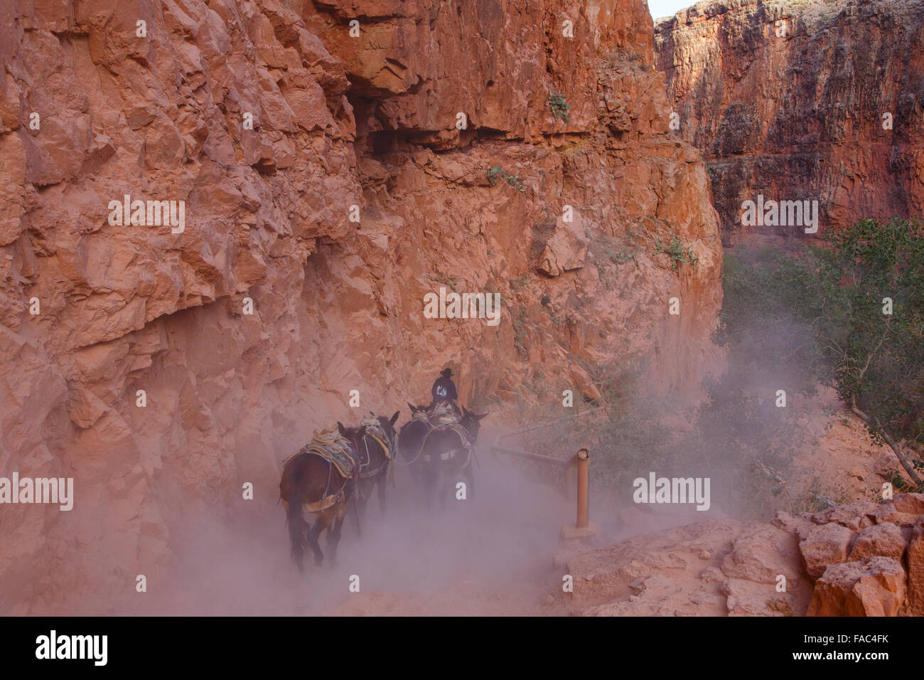 Mules at Havasu Falls, Havasupai Indian Reservation, Grand Canyon, Arizona. Stock Photo
