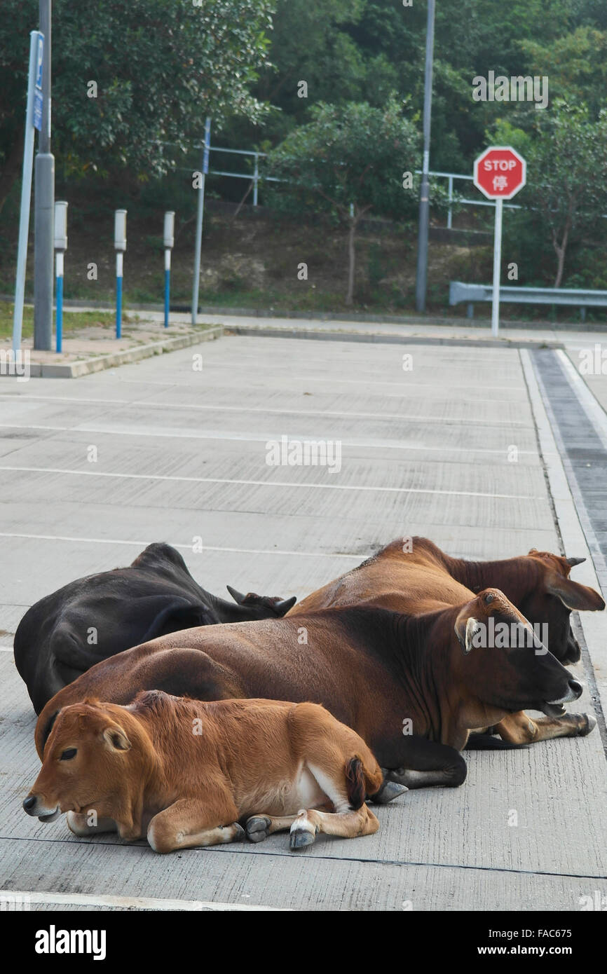 Island Of Cows High Resolution Stock Photography and Images - Alamy